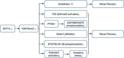 The Role and Mechanism of Lysine Methyltransferase and Arginine Methyltransferase in Kidney Diseases